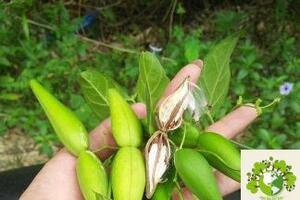 Cây Đầu Dài Xoan