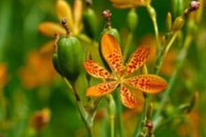 Dùng cây rẻ quạt chữa viêm họng như thế nào?