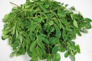 Công dụng của cây chùm ngây