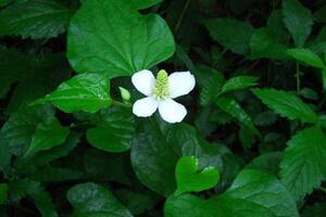 Diếp cá chữa trĩTheo Đông y, rau diếp cá vị cay tanh hôi (có mùi tanh như cá), tính ấm mát, hơi có độc, đi vào kinh phế...