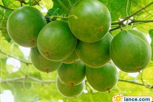 Quả la hán trị bệnh hô hấpĐông y cho rằng quả La hán vị ngọt, tính mát, không độc đi vào hai kinh phế và đại trường. Quả có công năng nhuận phế, lợi hầu, hóa đàm chỉ khát, nhuận tràng thông tiện.