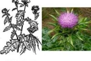 Công dụng của cây Ô rô