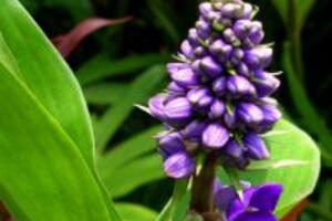 Cây lược vàng – công dụng của cây lược vàng