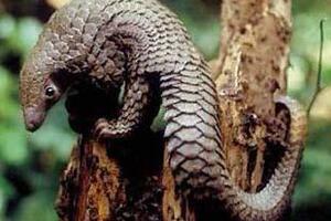 Xuyên sơn giáp, thuốc hoạt huyết thông kinhXuyên sơn giáp là vẩy phơi khô của con tê tê hay còn gọi là con trút. Đông y cho rằng xuyên sơn giáp có tính hàn, vị hơi mặn, quy vào các kinh Can và Vị.