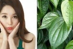 Dân gian đã chữa nám bằng lá trầu không như thế nào?