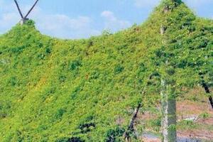 Khổ qua thóc giảm béo hiệu quảKhổ qua thóc có tên khoa học là trichosanthes, có tác dụng ổn định và giảm đường huyết, giảm cân, ngừa ung thư...