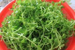 Tác dụng của rau đắng