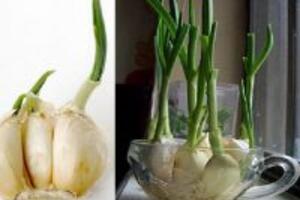 Kỹ thuật trồng tỏi đơn giản cho năng suất cao ngay tại nhà