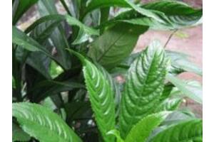 4 cách chữa ho bằng lá xương sông hiệu quả