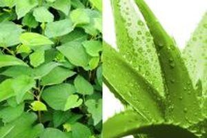 Cách làm kem chống nắng từ rau diếp cá và lô hội