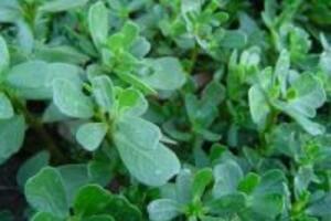 Giá trị điều trị bệnh từ rau sam