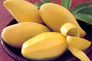 Xoài ngừa nhiều bệnh Xoài là loại trái cây phổ biến nhất thế giới, nó không chỉ ăn ngon mà còn có tác dụng ngừa bệnh tật.