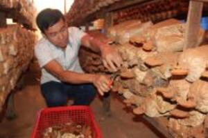 Đắk Nông: Đổi đời nhờ làm nấm linh chi