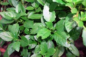 Rau lủi trị tiểu đườngTheo Đông y, rau lủi có vị cay ngọt thơm, tính bình, tác dụng thanh nhiệt giải độc, lợi tiểu, tiêu viêm, tán ứ tiêu thũng, chỉ khái.