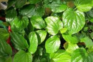 Tìm hiểu thêm cách chữa bệnh tổ đỉa bằng lá lốt