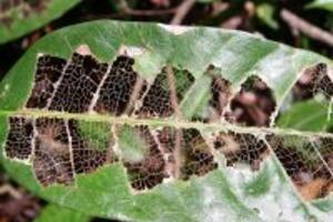 4 Loại côn trùng được dùng làm thuốc chữa yếu sinh lý nam