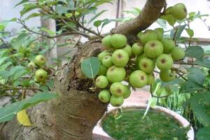 Quả sung trị viêm loét dạ dàyĐông y cho rằng, quả sung có tính bình, vị ngọt chát có công hiệu kiện tỳ, thanh tràng (tăng cường tiêu hóa, sạch ruột), tiêu thũng, giải độc...