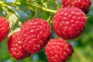 9 loại thực phẩm giúp chuyện ấy thêm sung mãn