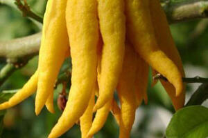 Phật thủTrên mâm ngũ quả ngày Tết, phật thủ cũng là một thứ quả không thể thiếu. Đây cũng là thứ quả có thể chữa được các bệnh về đường tiêu hoá. Theo Đông y, phật thủ có tác dụng tiêu thực tích, giảm đau và thông phế khí (chữa ho và khó thở); thường dùng chữa chứng ăn không tiêu, đầy bụng, đau dạ dày, đau gan, cổ họng, ngực tức đầy, mạng sườn trướng đau, ăn vào nôn ngược trở lại...