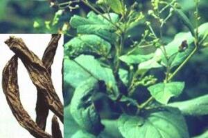 Tác dụng chữa bệnh của huyền sâm