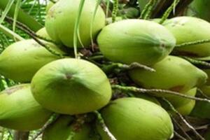 Chữa khỏi bệnh trĩ nặng bằng bài thuốc từ ba ba và quả dừa non