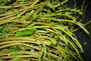 Rau muống thuốc thanh nhiệt lương huyếtMùa hè có nhiều loại rau khác nhau, nhưng rau muống vẫn là loại rau dân giã, dễ chế biến lại dễ ăn và có thể thu hái quanh năm nhưng vào dịp hè là thuận lợi hơn cả.