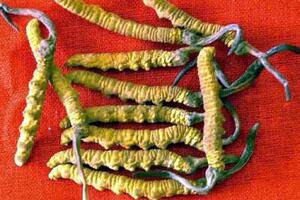 Trị liệt dương từ đông trùng hạ thảoĐông y cho rằng, đông trùng hạ thảo có vị ngọt, tính bình. Công năng bổ tinh khí, bổ can, thận, chỉ huyết, hóa đàm. Dùng trị liệt dương, di tinh.