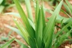 Sâm cau dược thảo quýSâm cau có nhiều tên như Ngải cau, Cô nốc lan, Tiên mao, tên khoa học Curculigo orchioides Gaertn thuộc họ tỏi voi lùn (Hypoxidaceae).