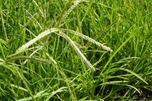 Công dụng chữa bệnh của cỏ mần trầu