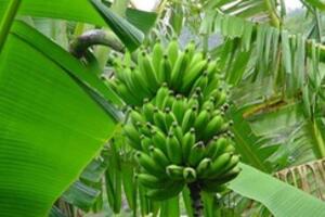 2 bài thuốc chữa bệnh tiểu đường thể nặng chỉ từ cây cỏ vườn nhà