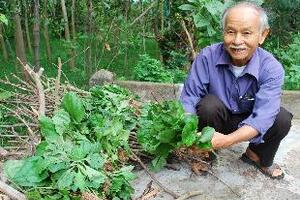 Vị thuốc hay từ rau mã đềTheo Đông y mã đề có vị ngọt, tính lạnh đi vào các kinh, can, thận và bàng quang. Tác dụng chữa đái dắt, ho lâu ngày, viêm khí quản...