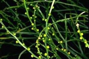 Có một cây thuốc quý giữa lòng Hà NộiKhuyết lá thông là cây cỏ sống dai, mọc trên các cây khác, cao 20 - 60cm, không có rễ, chỉ có những rễ giả, là một vị thuốc quý.