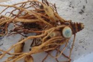 Tinh bột nghệ đen có màu gì và có tác dụng ra sao đối với sức khỏe?