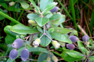 Bạn có biết rễ cây sim chữa bệnh dạ dày vô cùng hiệu quả?