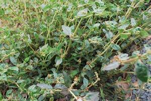 Cỏ sữa chữa mụn nhọtNgười ta dùng lá cây cỏ sữa để cầm máu và điều trị các trường hợp rối loạn đường tiêu hóa, giúp hạ sốt và làm mát cơ thể.