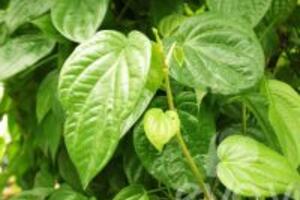 2 bài thuốc chữa bệnh trĩ bằng lá trầu không