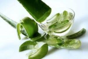 Công dụng của cây nha đam có thể bạn chưa biết