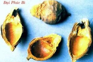 Nai phục bì và tác dụng chữa bệnh của Nai phục bì