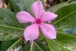 Sự kỳ diệu của cây dừa cạn trong việc chữa ung thư