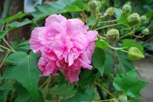 Vị thuốc từ hoa phù dungTheo Đông y, cả lá và hoa phù dung có vị cay, khí bình. Có tác dụng lương huyết (mát máu), giải độc, tiêu thũng (chữa phù thũng), chỉ thống (giảm đau).