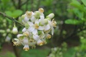 Tổng hợp công dụng của cây bưởi là gì – cách chữa bệnh từ cây bưởi