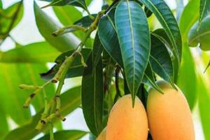 Kỳ diệu chế biến lá xoài tươi giúp chữa bệnh và làm đẹp hiệu quả