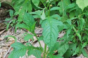 Vị thuốc từ cải tàu bayTheo y học dân gian, cải tàu bay có vị đắng, mùi thơm, tính bình, có tác dụng thanh can hỏa, giải độc, se da, tiêu viêm, tán uất, tiêu hòn cục, cầm máu, sát trùng.