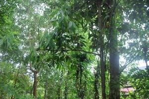 Nhục quế, vị thuốc quý mùa đôngTheo Đông y, vỏ quế có tác dụng ấm dạ dày, trừ lạnh, bổ trung ích khí, hoạt huyết thư cân, giải biểu thông mạch, sát khuẩn giảm đau.