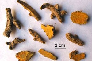 Bài thuốc cửu vị khương hoạt