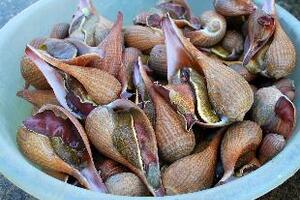 Món ngon cháo Ốc kènTừ lâu ốc kèn đã được coi là món ngon đặc biệt trong những đặc sản biển bởi thịt của nó giòn, ngon và bổ dưỡng.