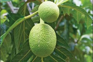 Công dụng chữa bệnh của quả sa kêTheo Đông y, cây sa kê có tác dụng tốt đối với một số bệnh về chuyển hóa.