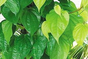 Cao nhân trị rắn độc cắn cực linh nghiệm chỉ bằng lá trầu quả cau