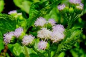 Bài thuốc chữa viêm xoang bằng cây hoa ngũ sắc