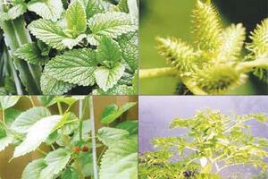 Thương nhĩ tử tán: Một bài thuốc quý Thương nhĩ tử tán có công dụng làm thông mũi, chống đau đầu, thường được dùng để trị các chứng bệnh về mũi xoang như chảy nước mũi trong và hắt hơi nhiều, ngạt mũi...